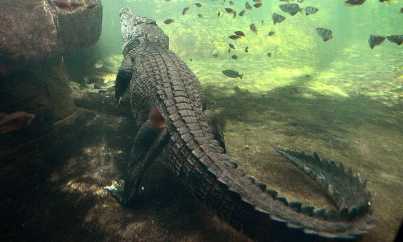 Despite the animals' formidable reputation, attacks from freshwater and saltwater crocodiles on humans are relatively rare in Au