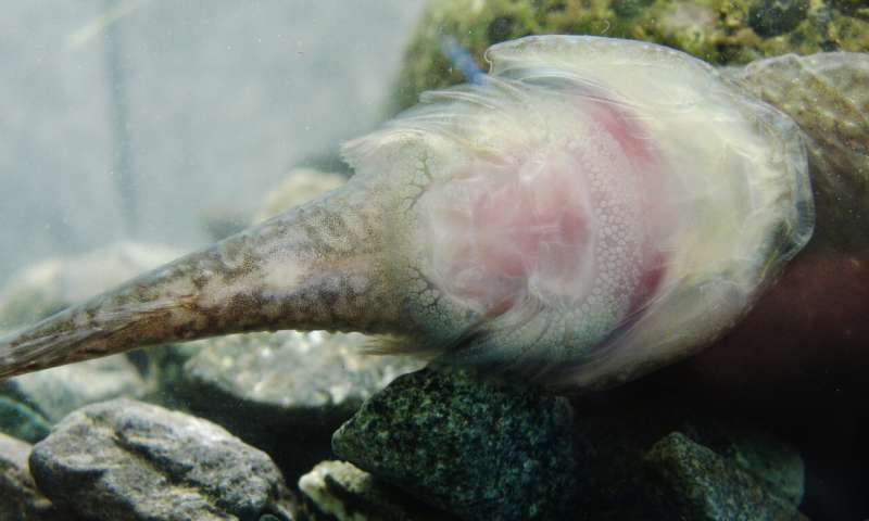 Inspired by Northern clingfish, researchers make a better suction cup